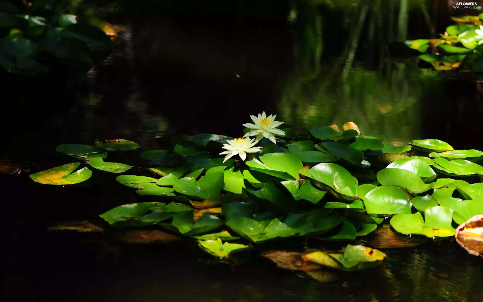 lilies, Leaf, water, water