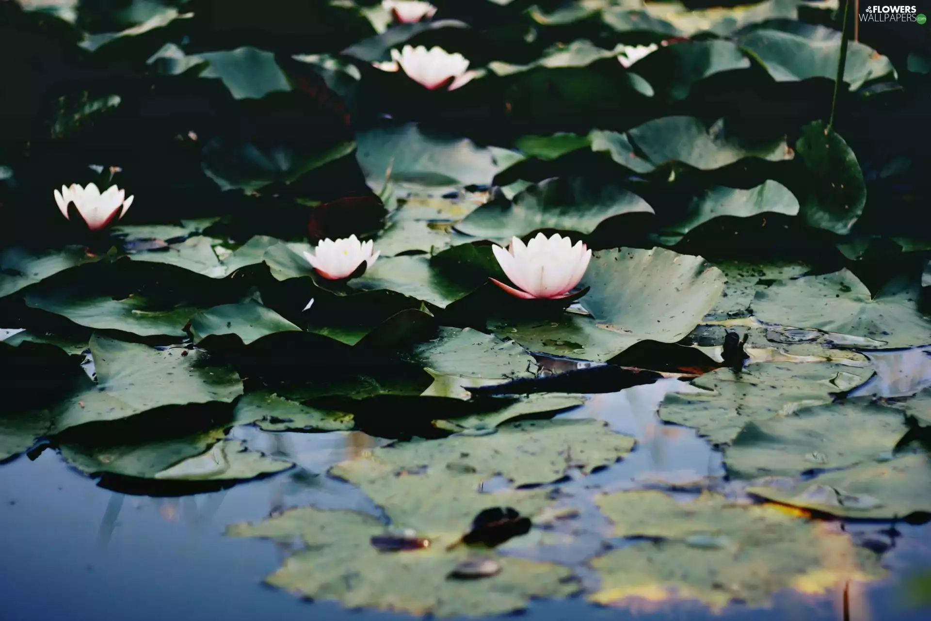 water, White, lilies