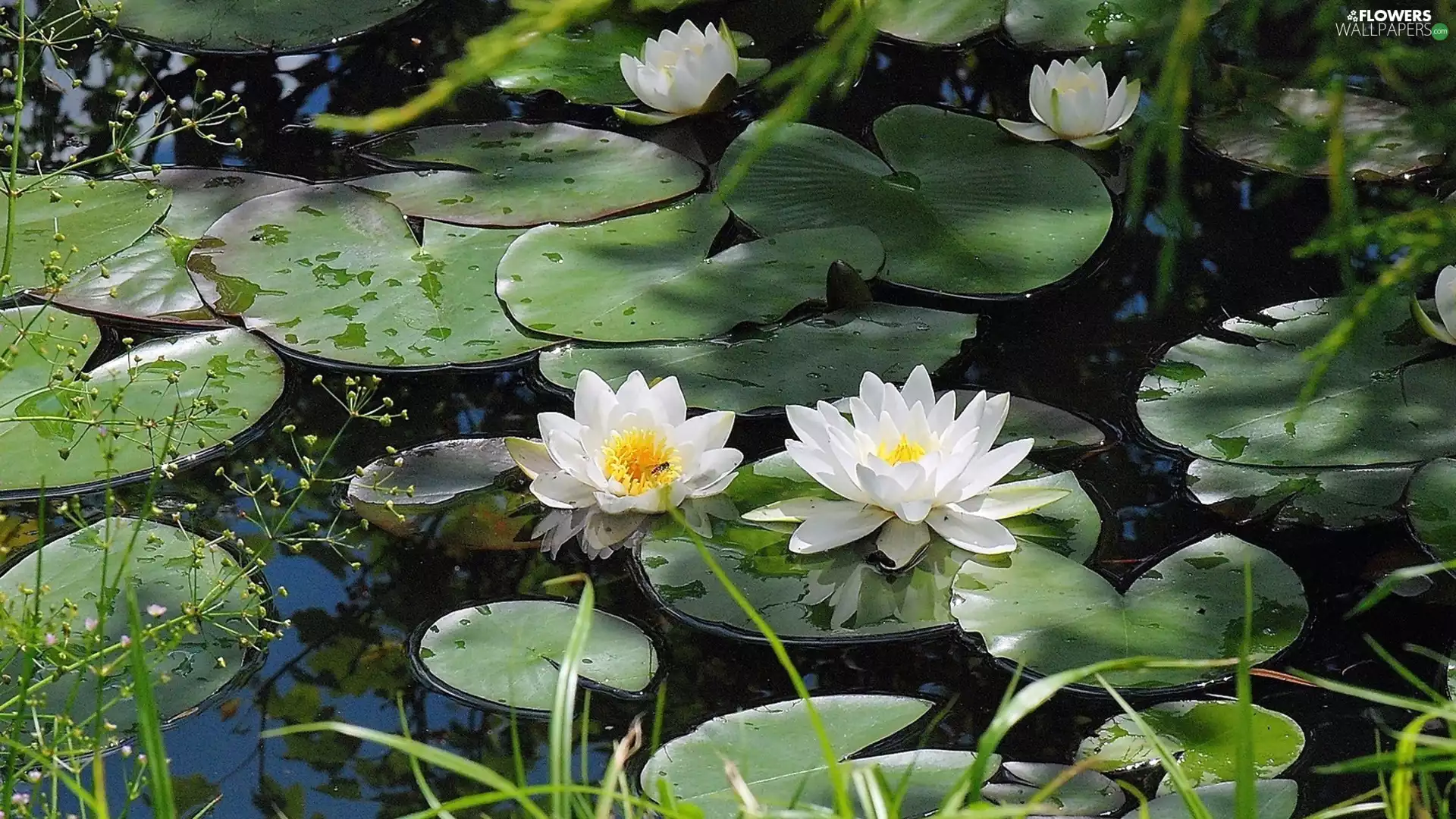 water, White, lilies