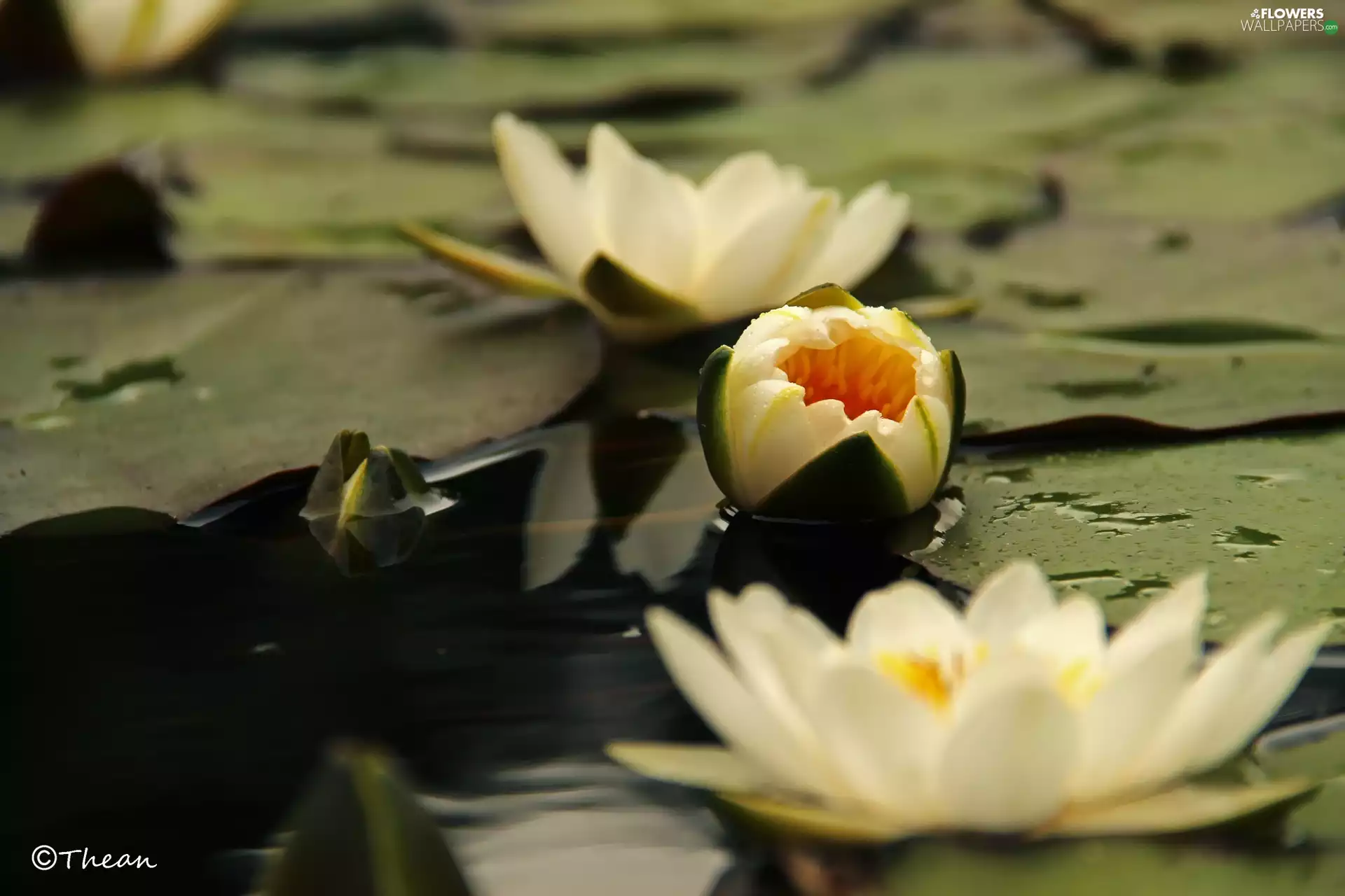 lilies, Nenufary, White, water