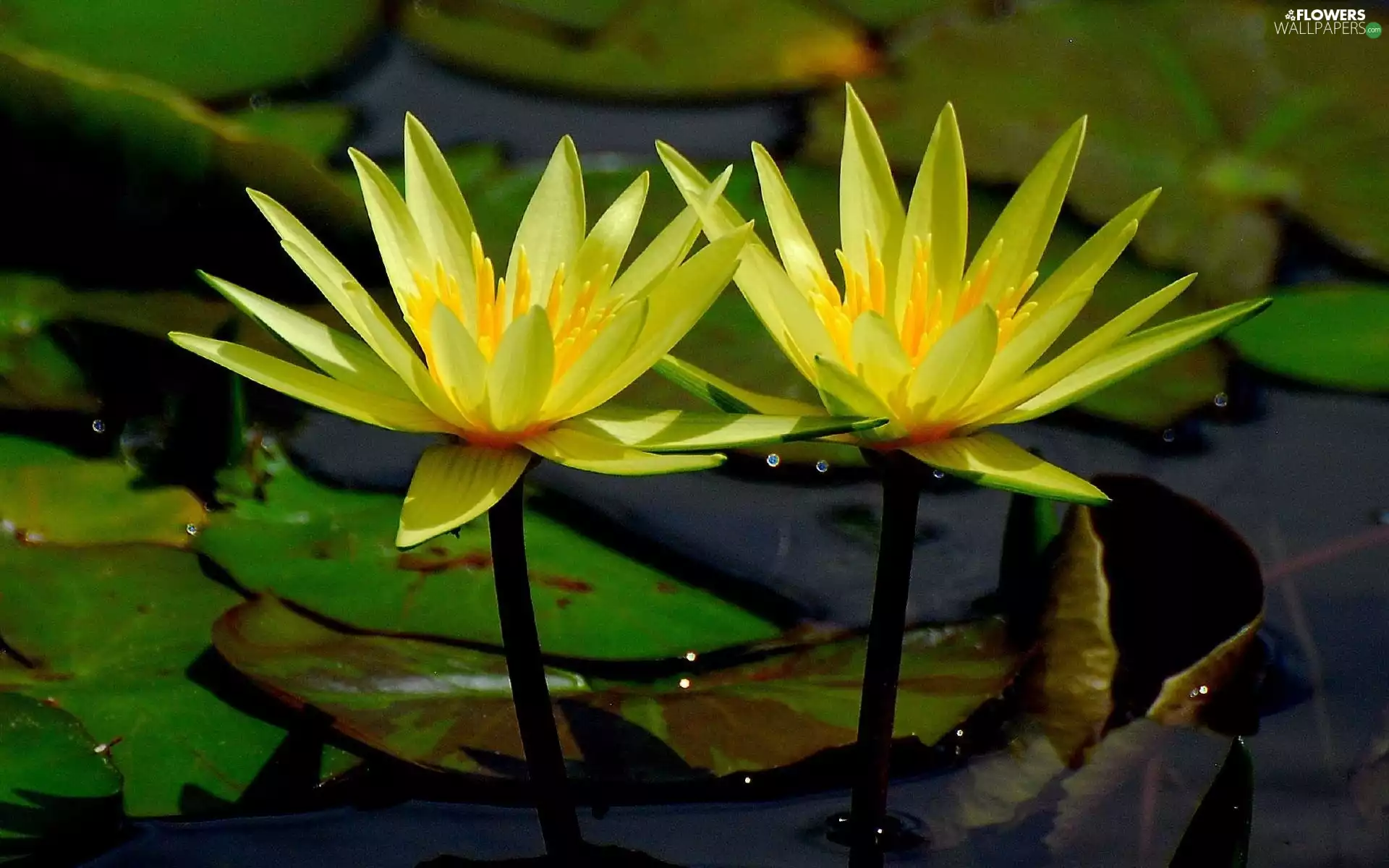 water, Yellow, lilies