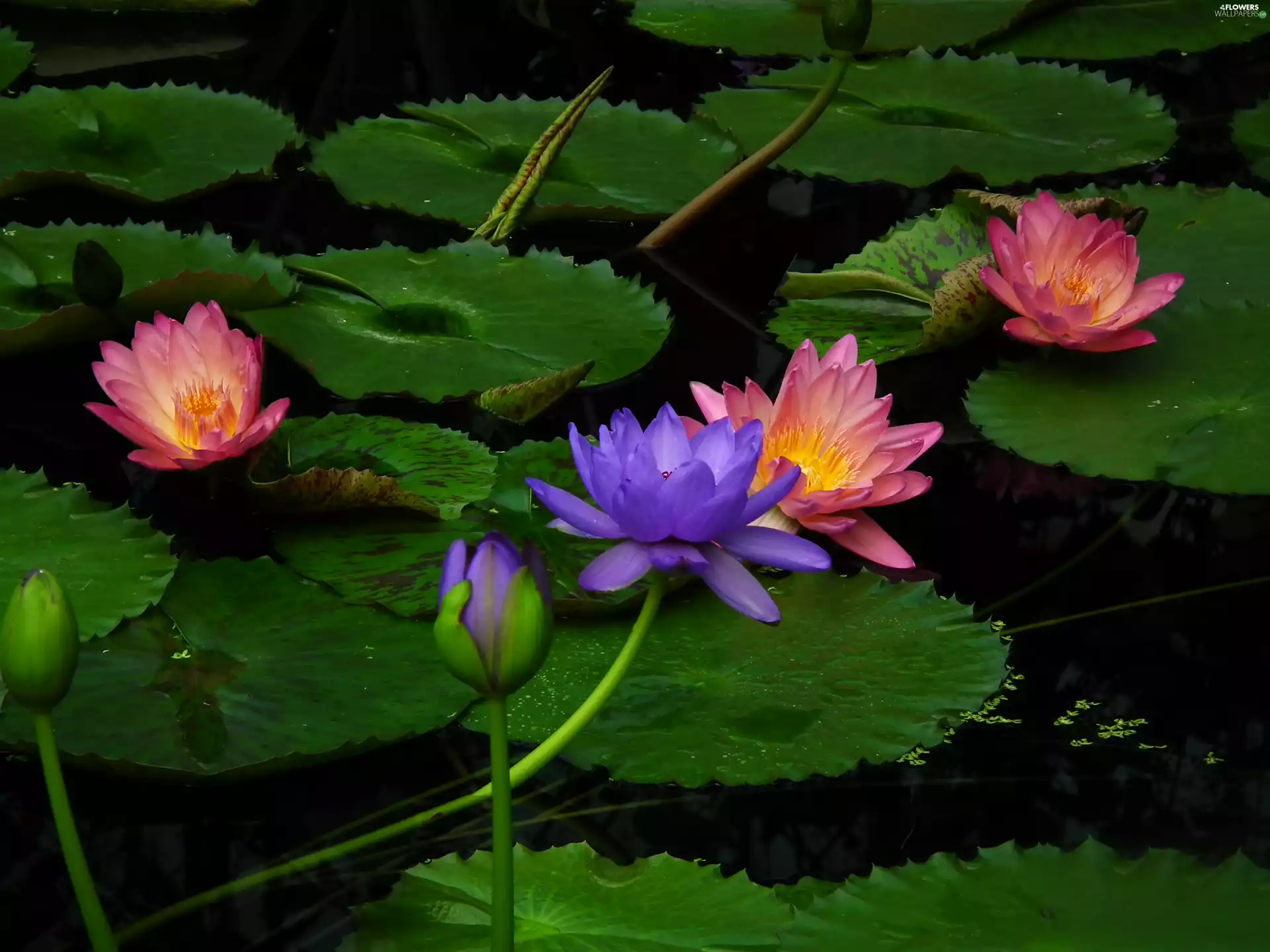 lilies, water