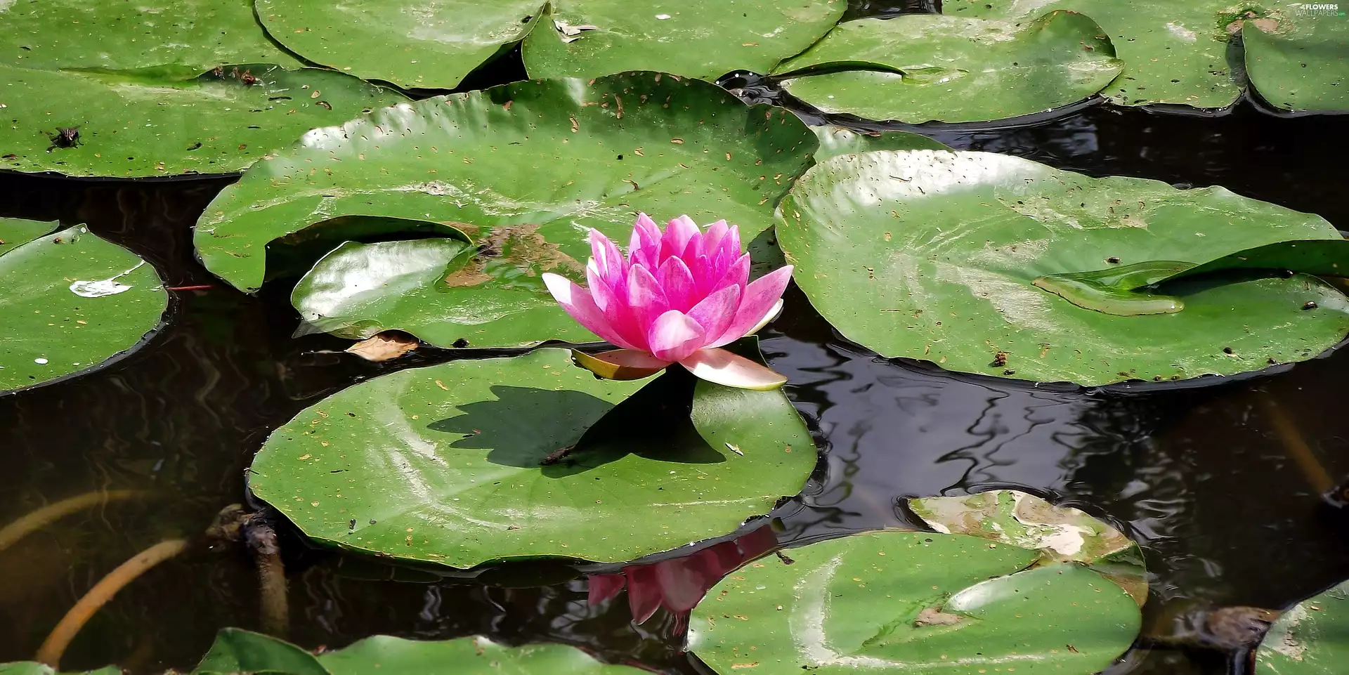 water-lily