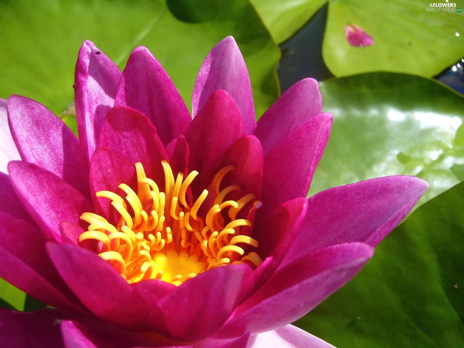Lily, water