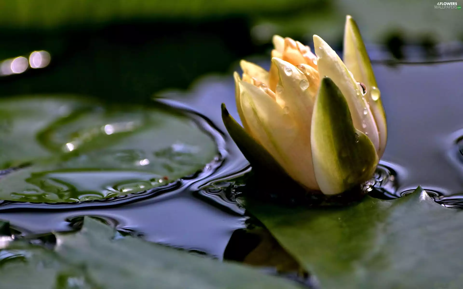 Lily, water