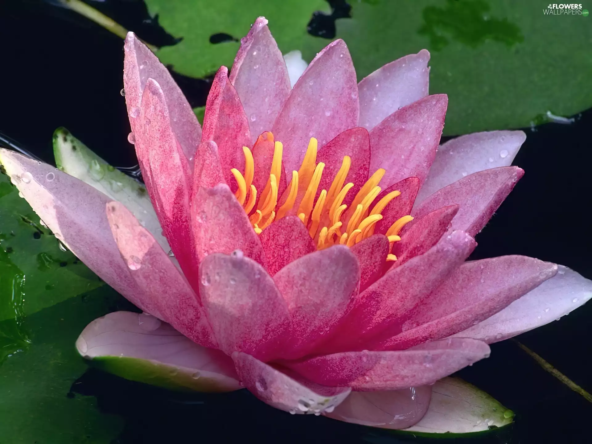 water-lily
