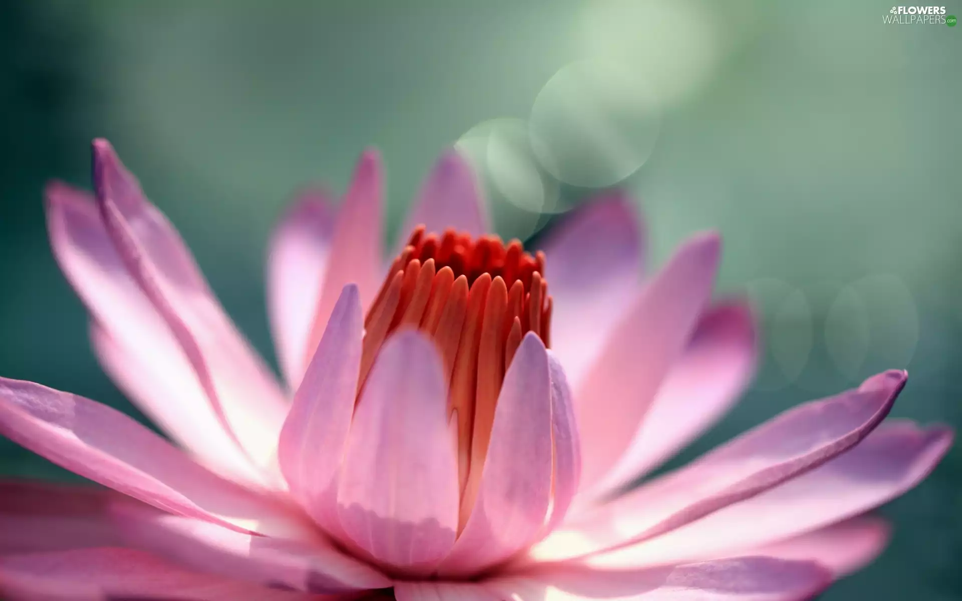 Lily, water