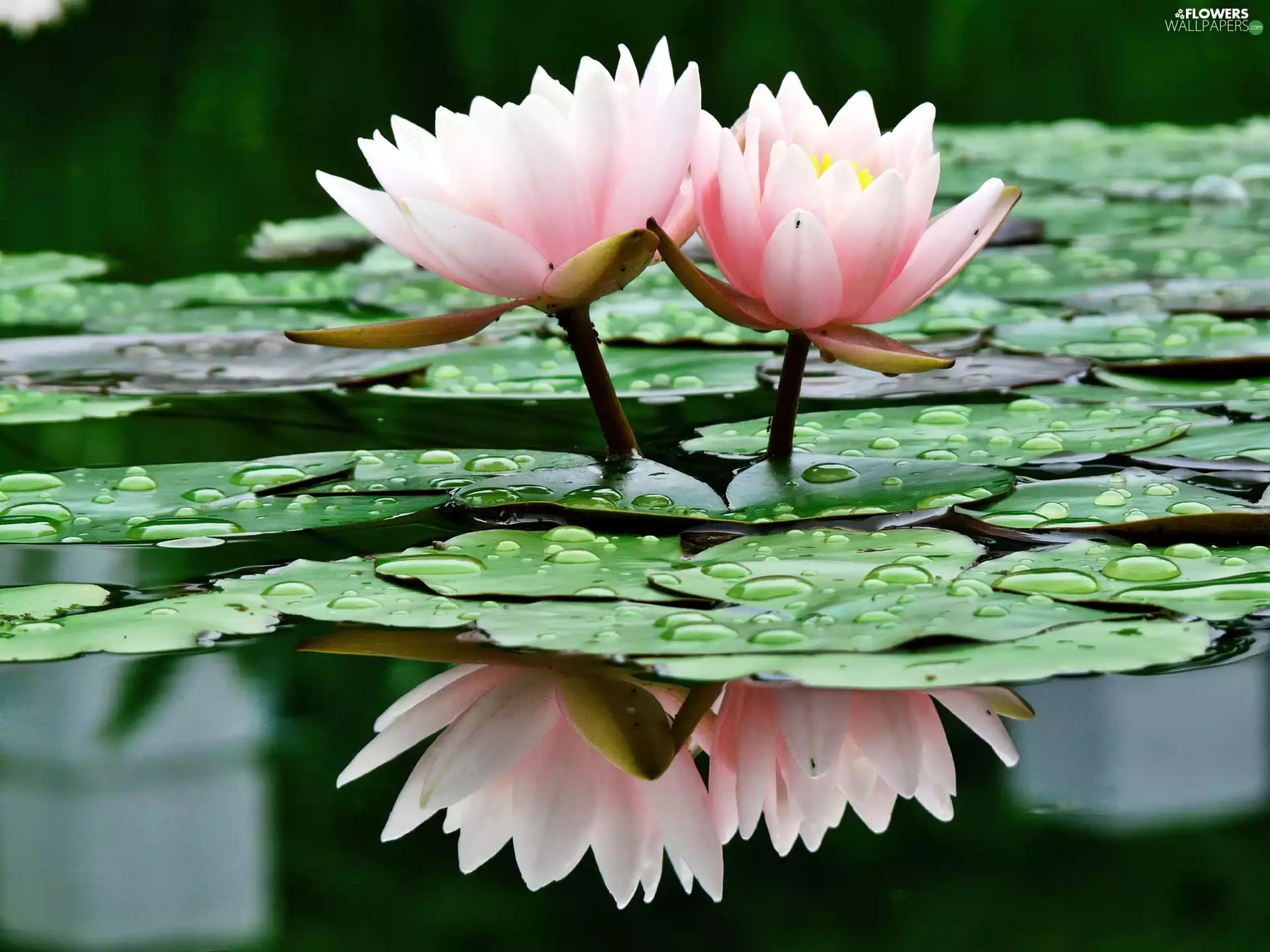 Lily, water