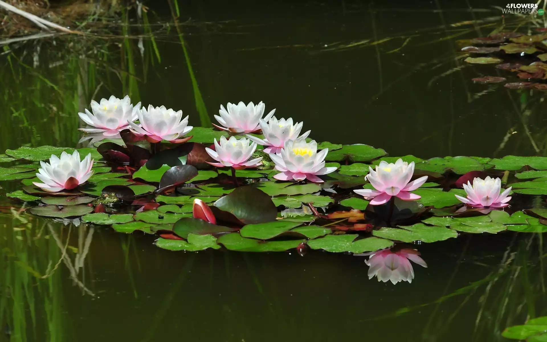 Lily, water