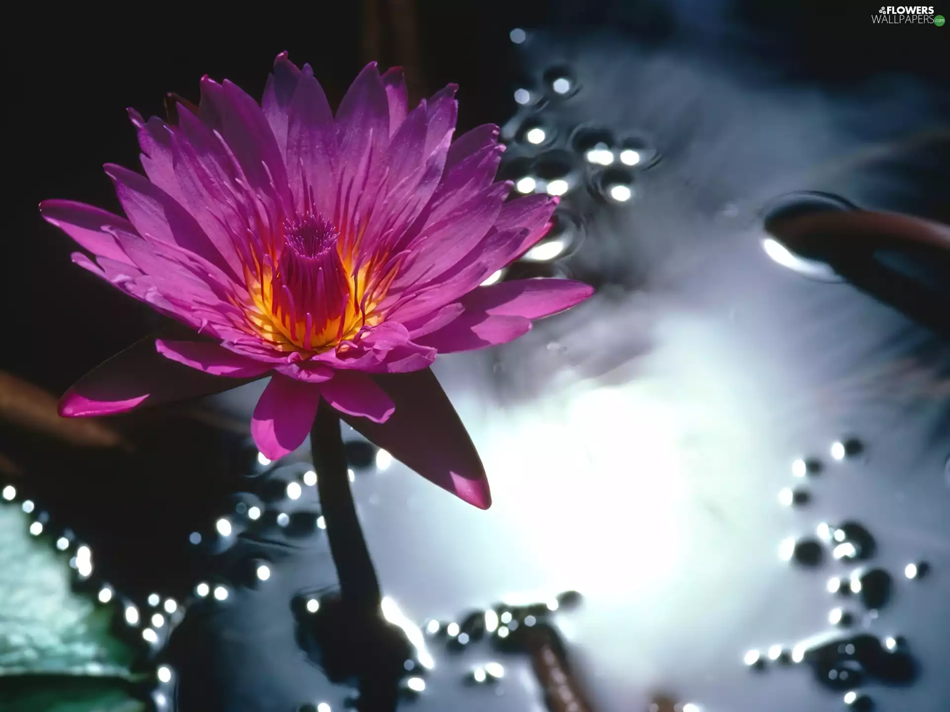 water-lily