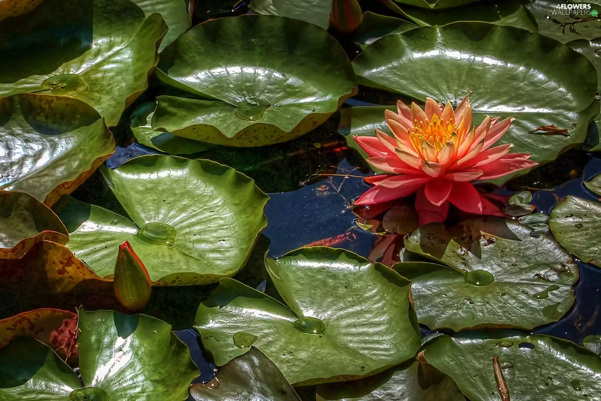 Lily, water