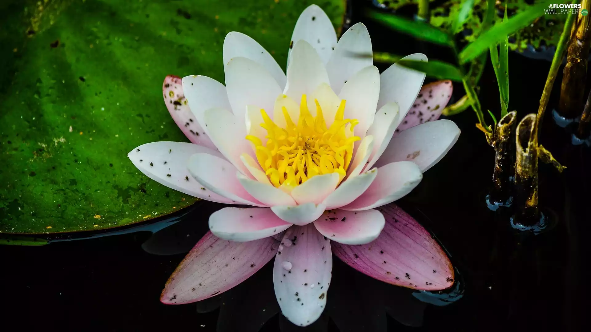 Lily, water