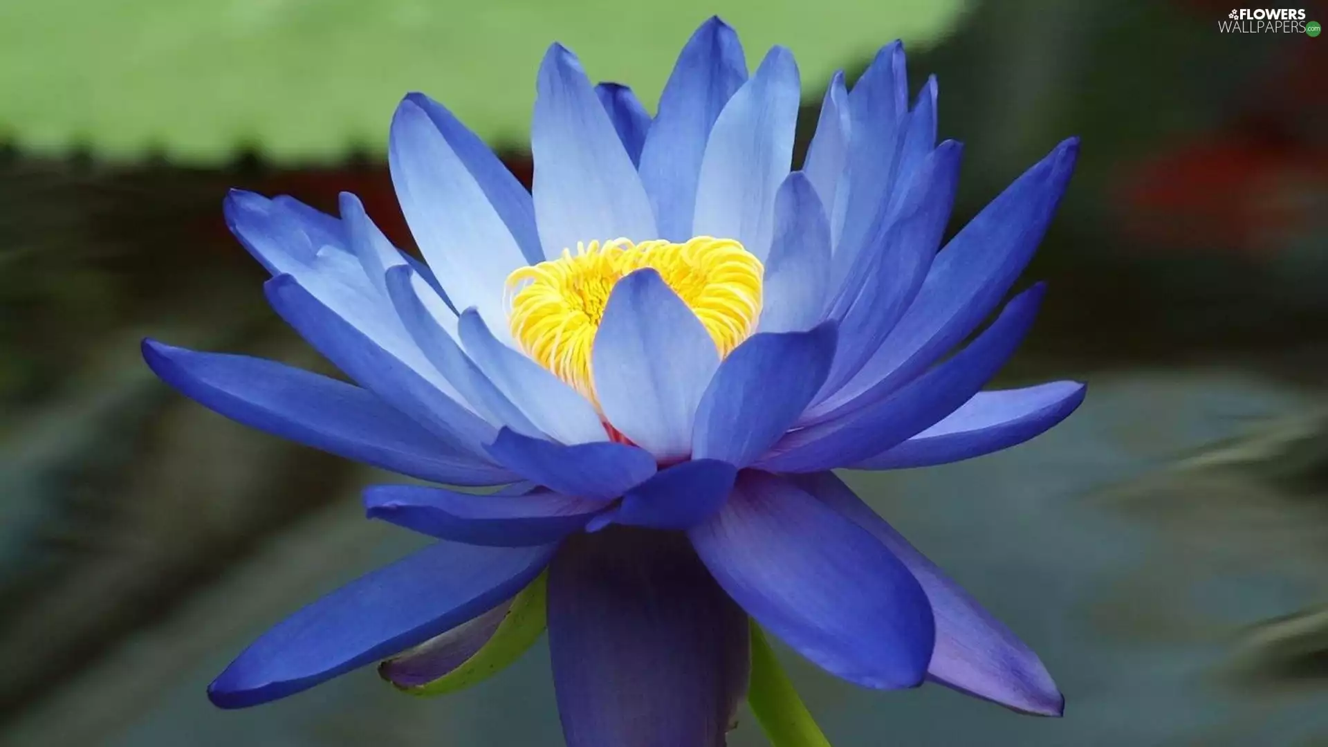 water, Blue, Lily