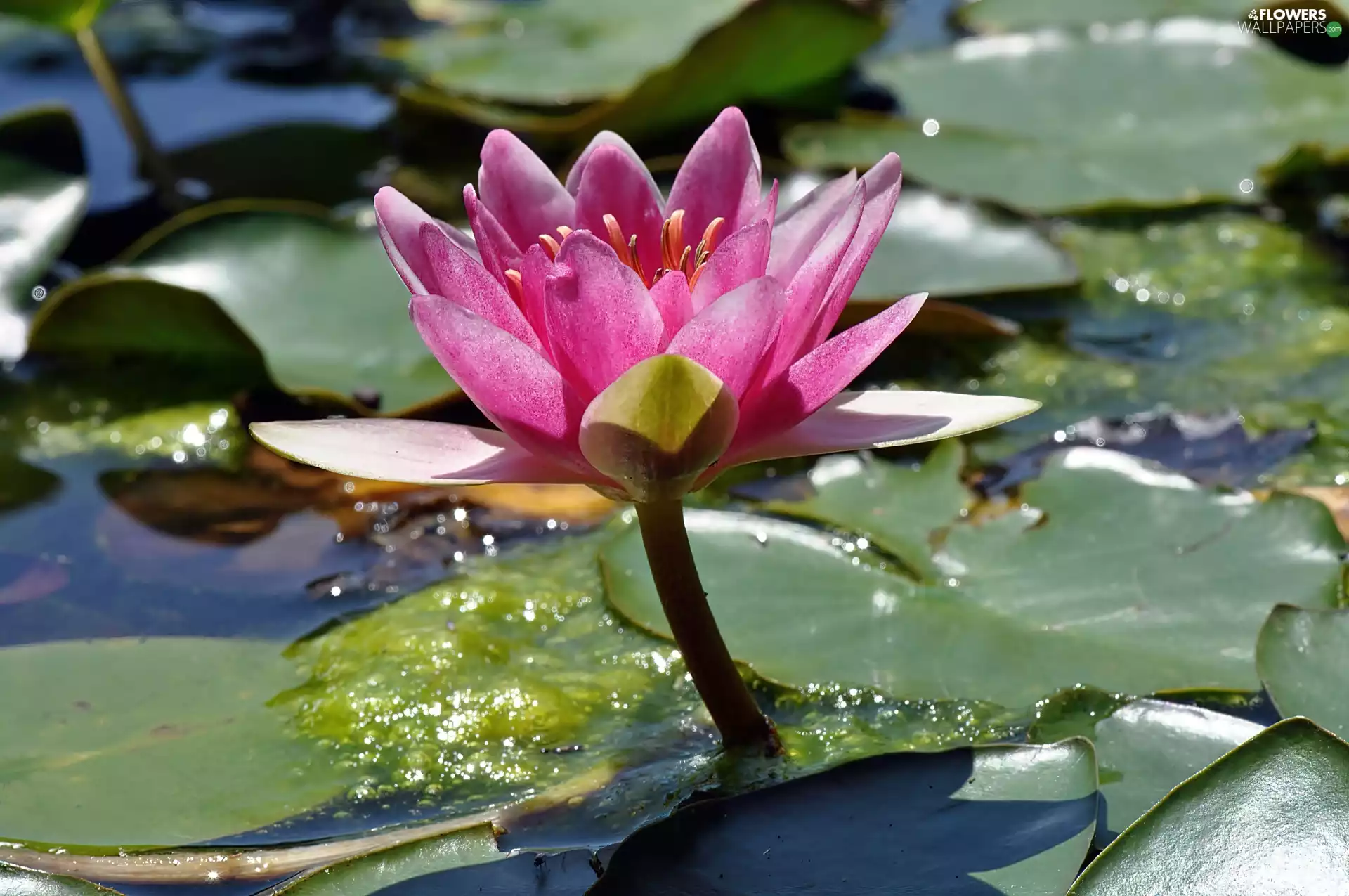 Lily, rapprochement, blur, water
