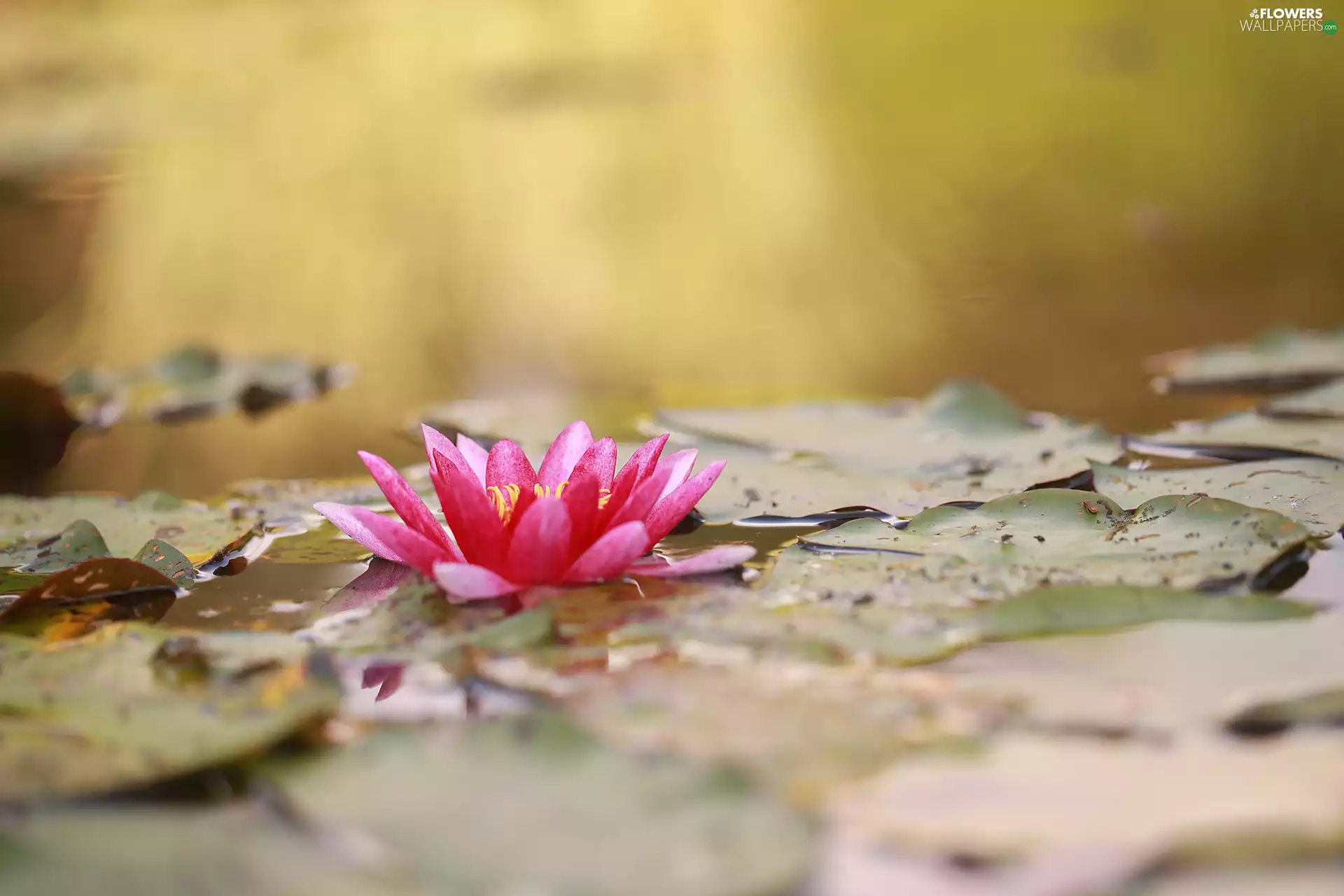 nenuphar, Water lily, water-lily