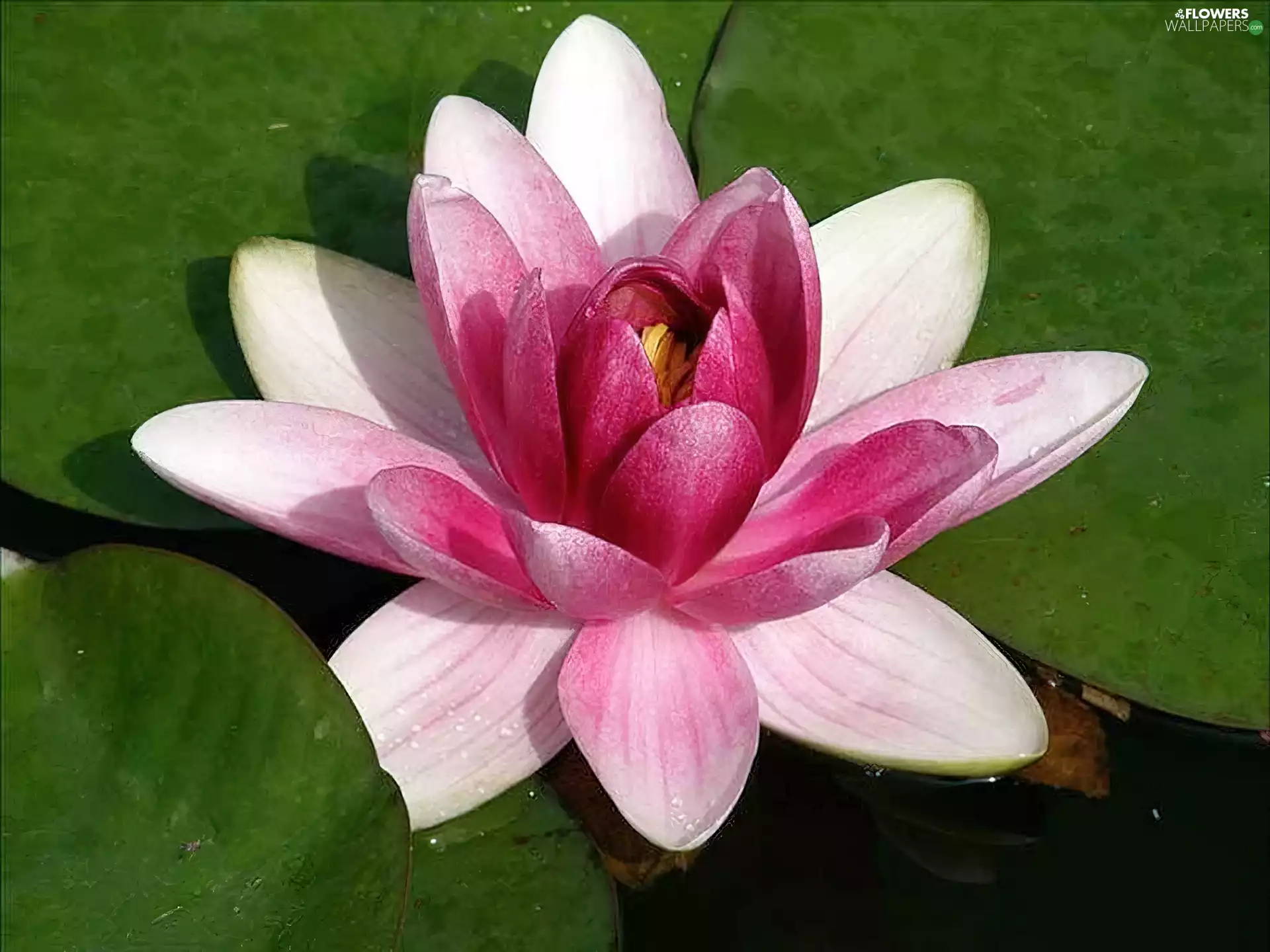 water, Pink, Lily