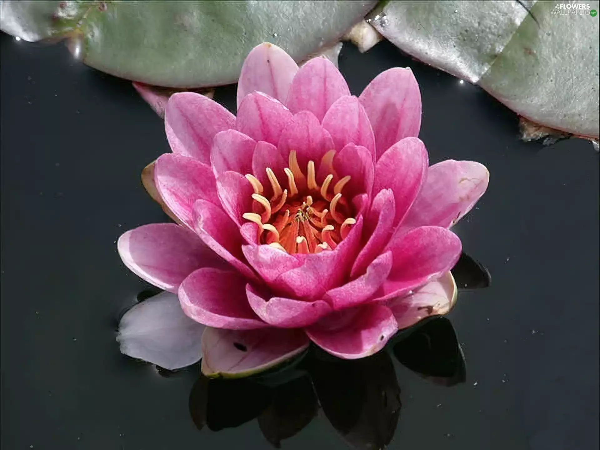 water, Pink, Lily
