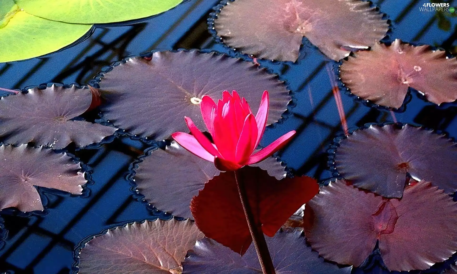 water, Pink, Lily