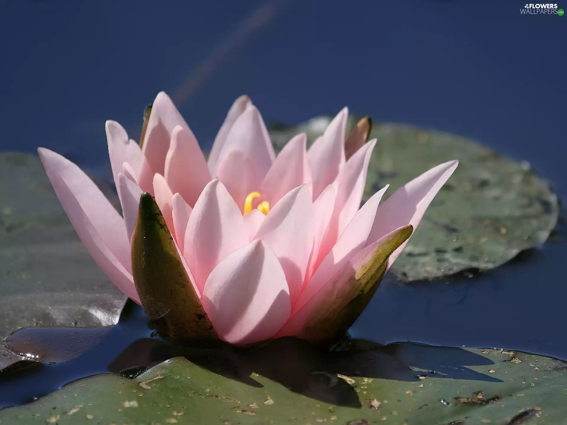 water, Pink, Lily