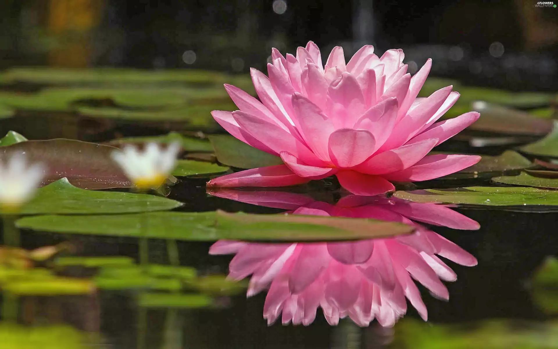 water, Pink, Lily