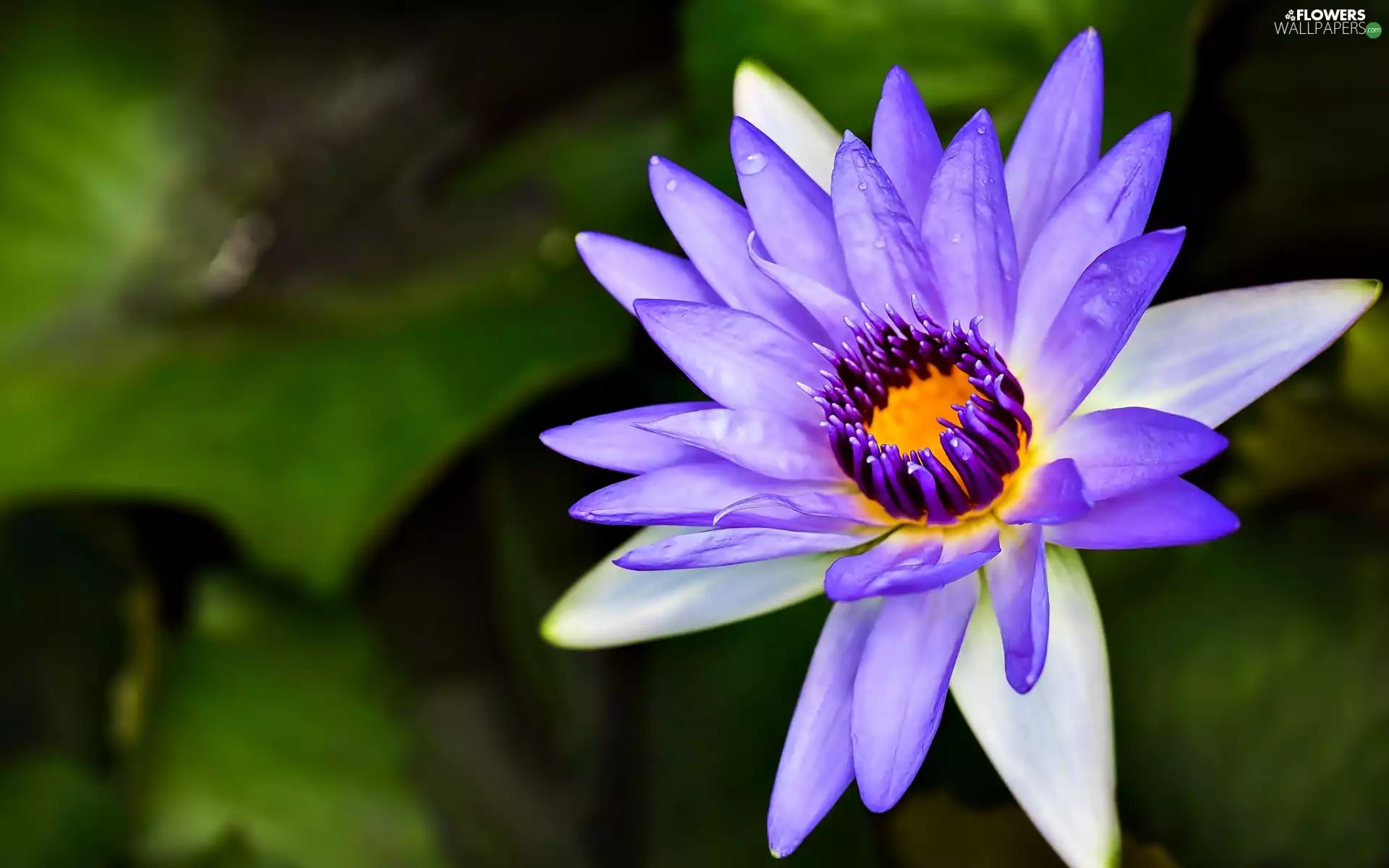 water, Violet, Lily