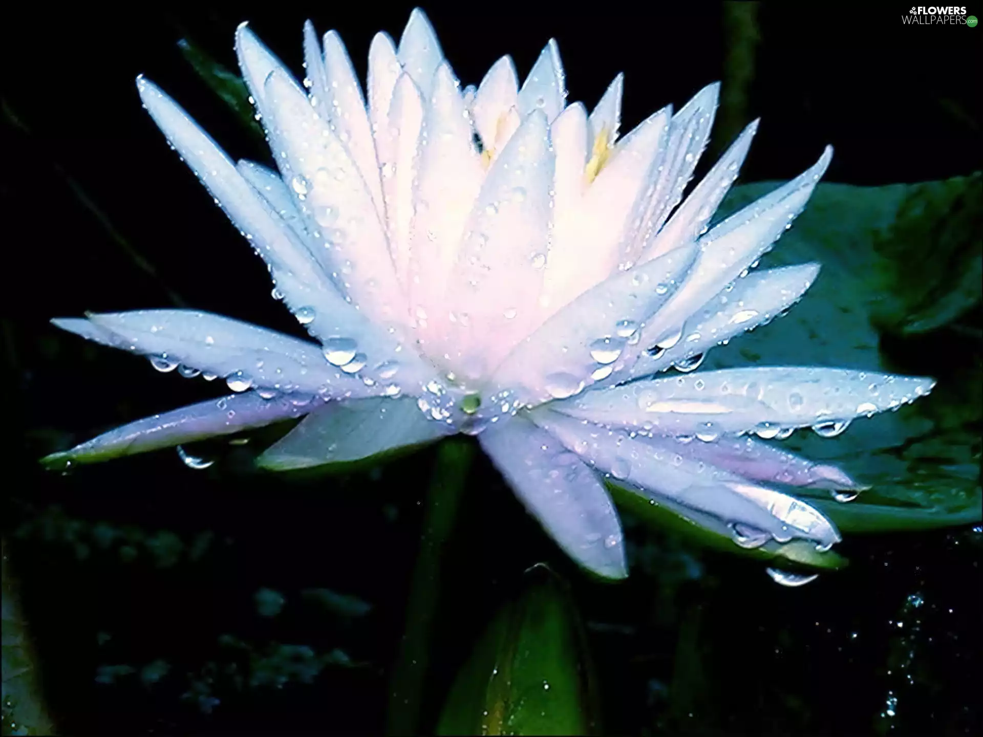 Lily, drops, water, water