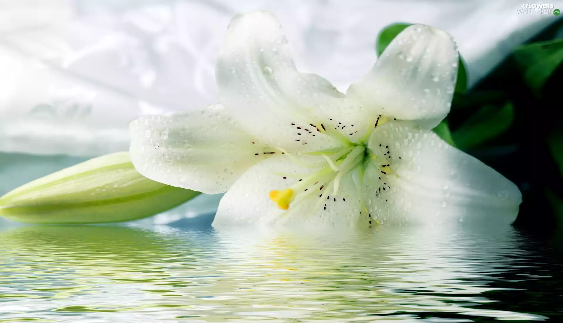 water, White, Lily