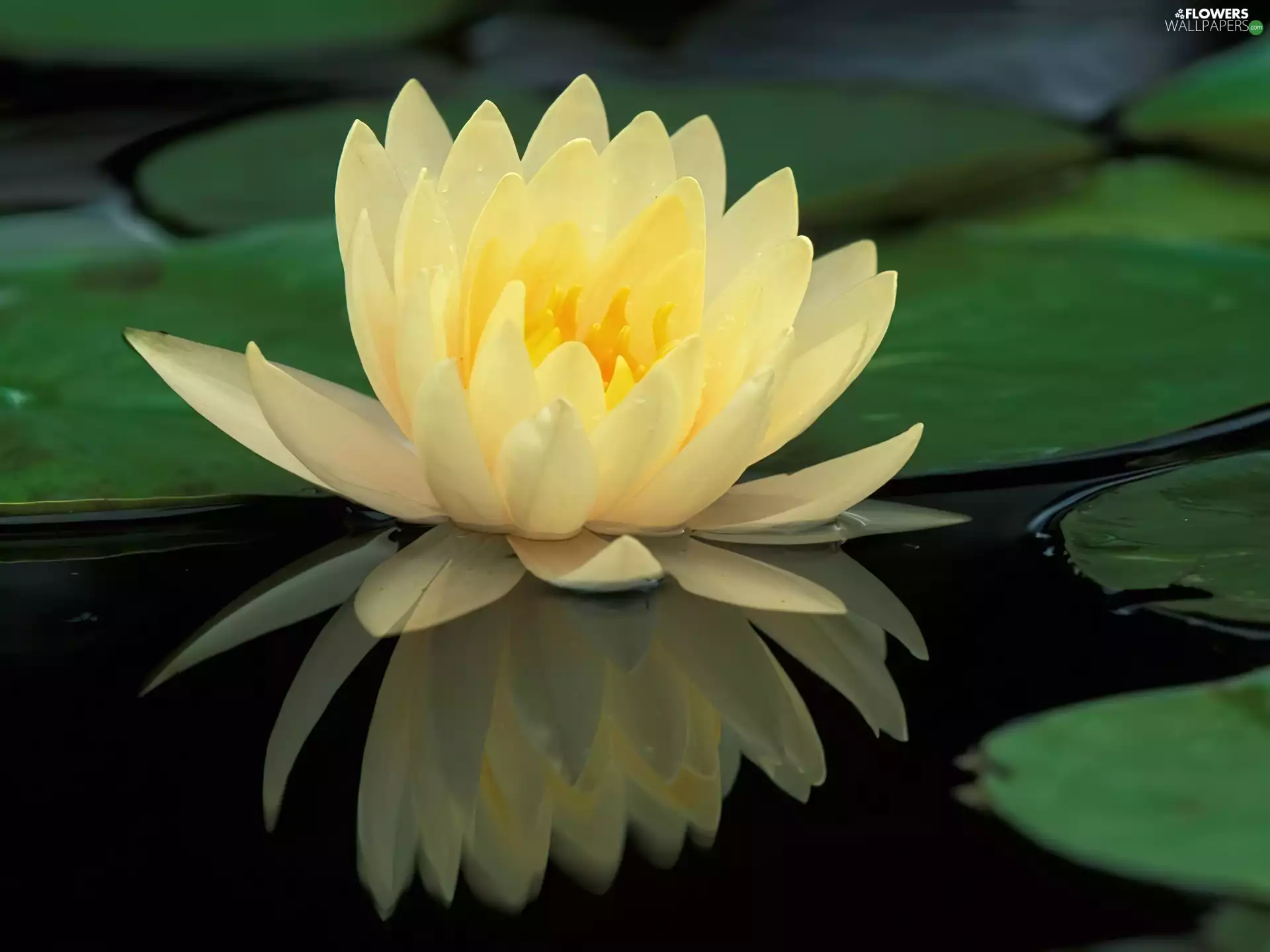 water-lily