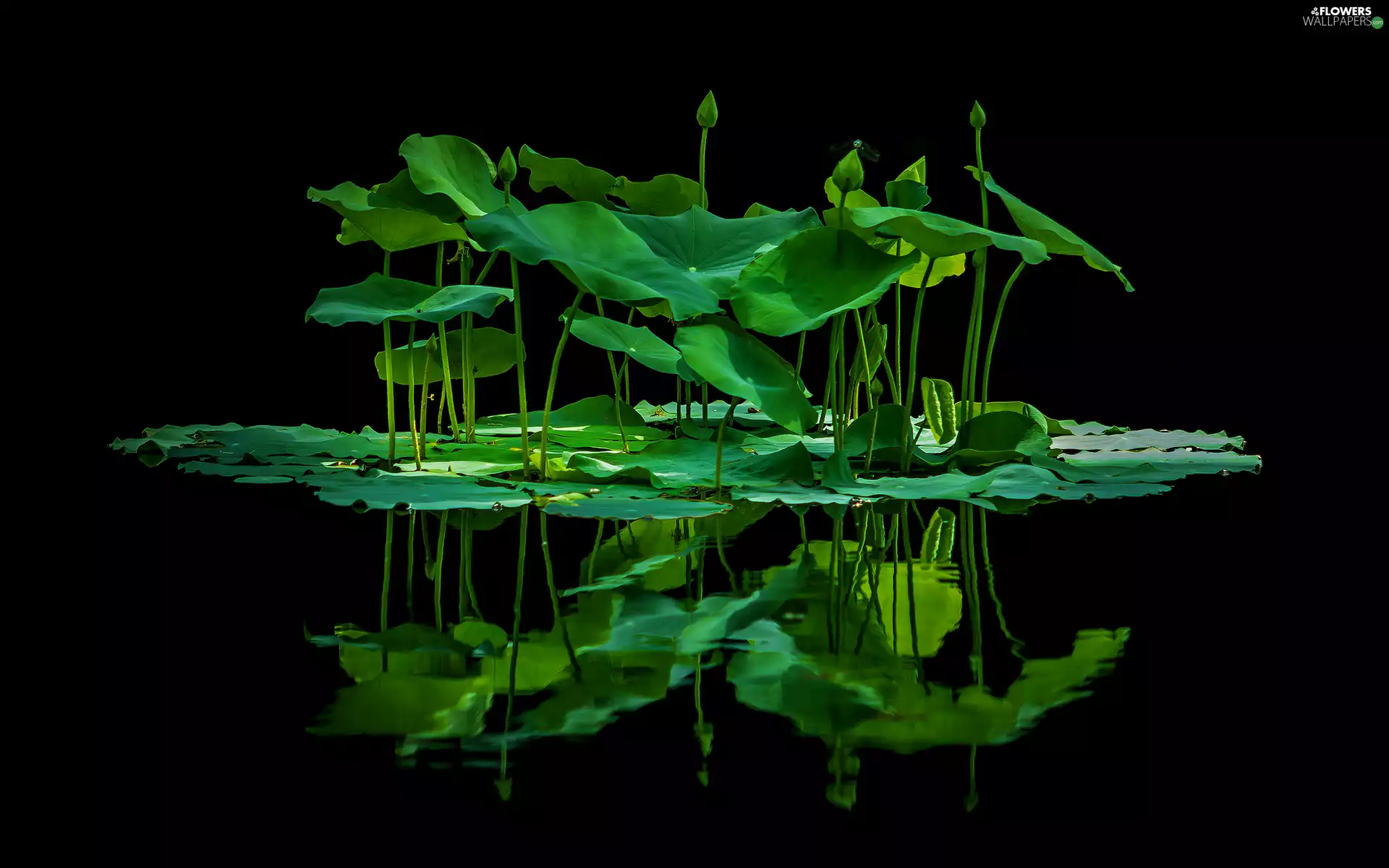 green ones, lotus, water, reflection, Leaf, Buds