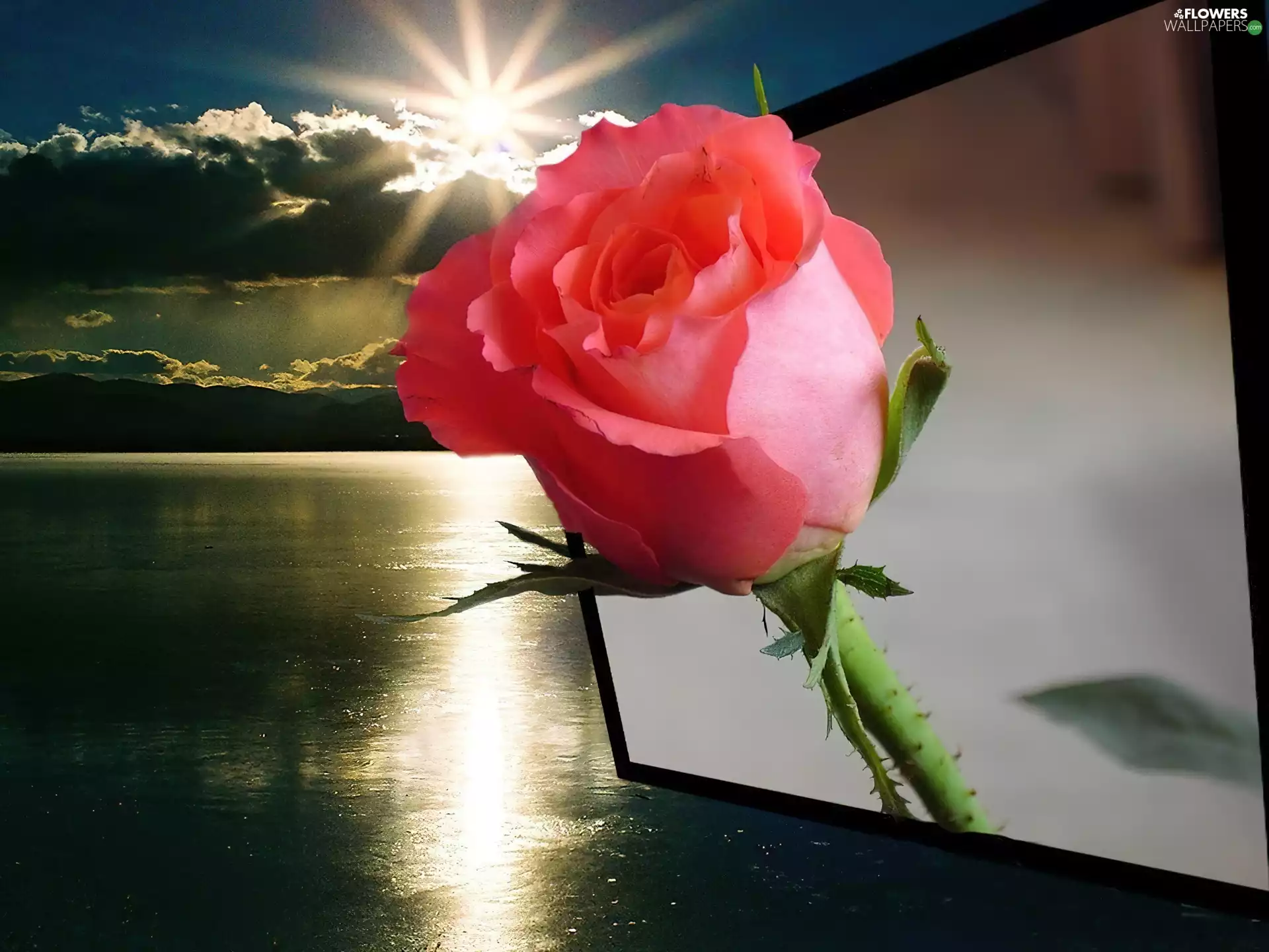 water, rose, monitor