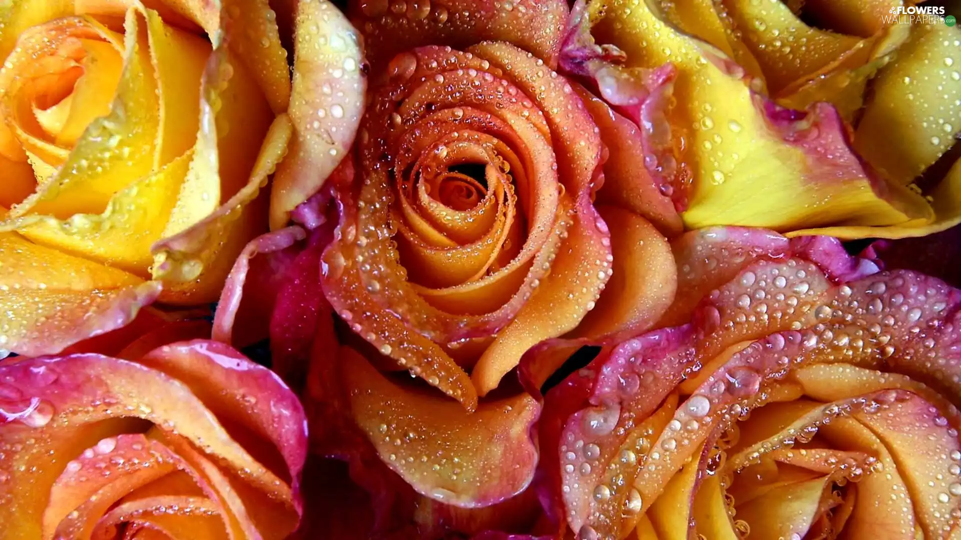 Pink, yellow, drops, water, roses, orange