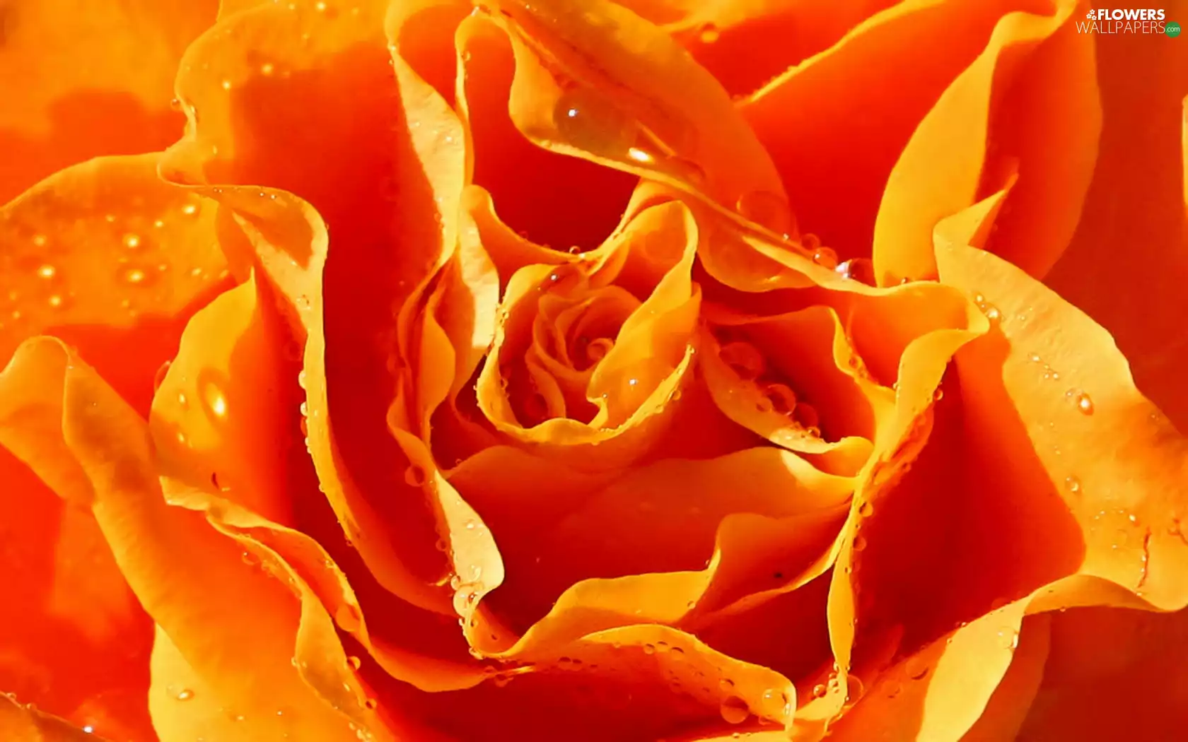 Orange, drops, water, rose