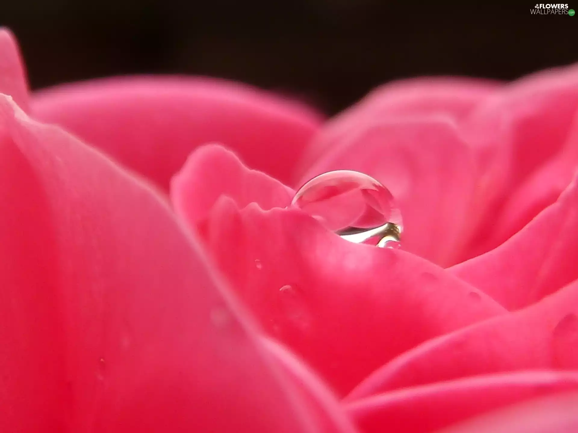 Pink, drop, water, rose