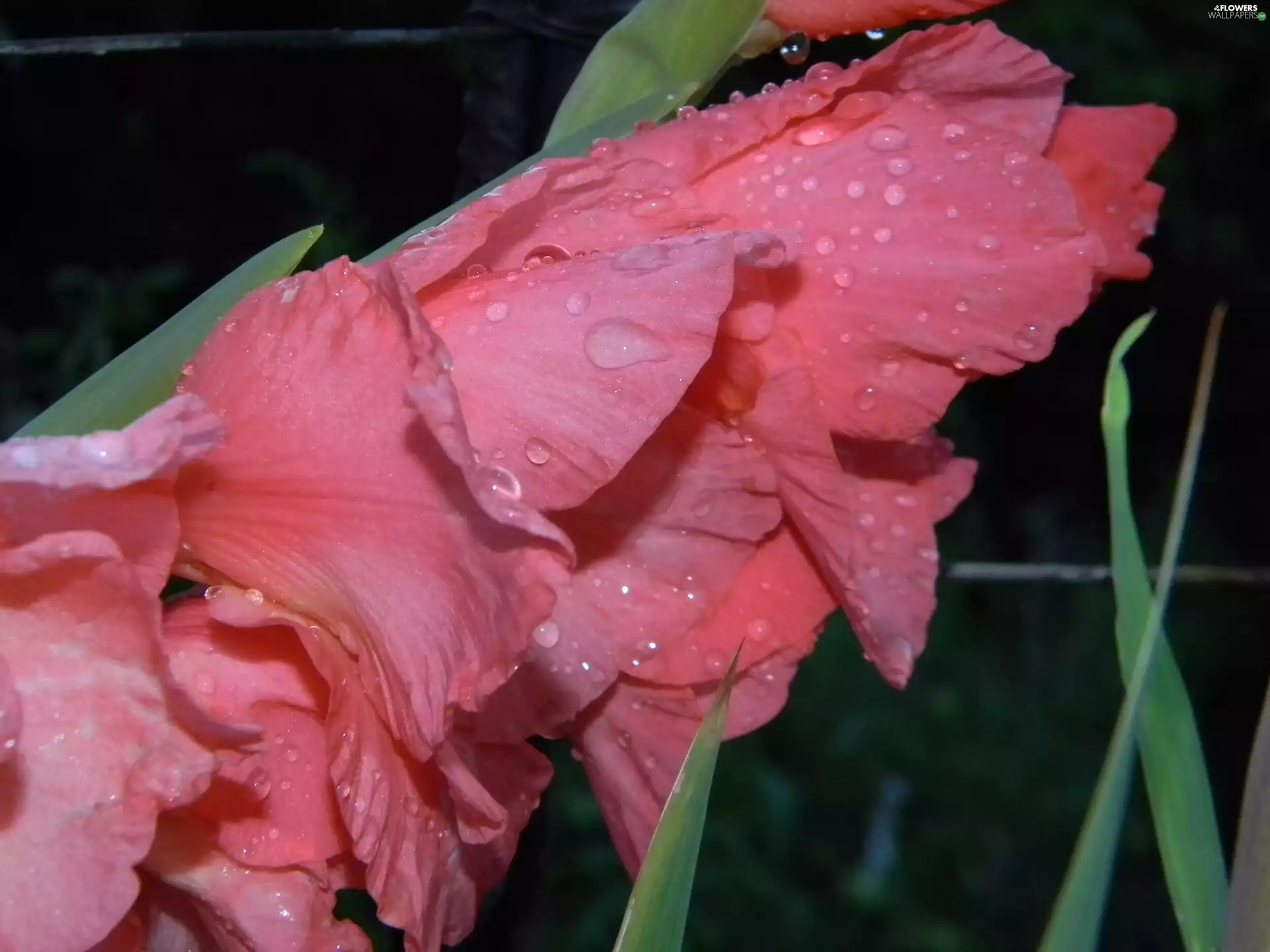 Pink, drops, water, gladiolus