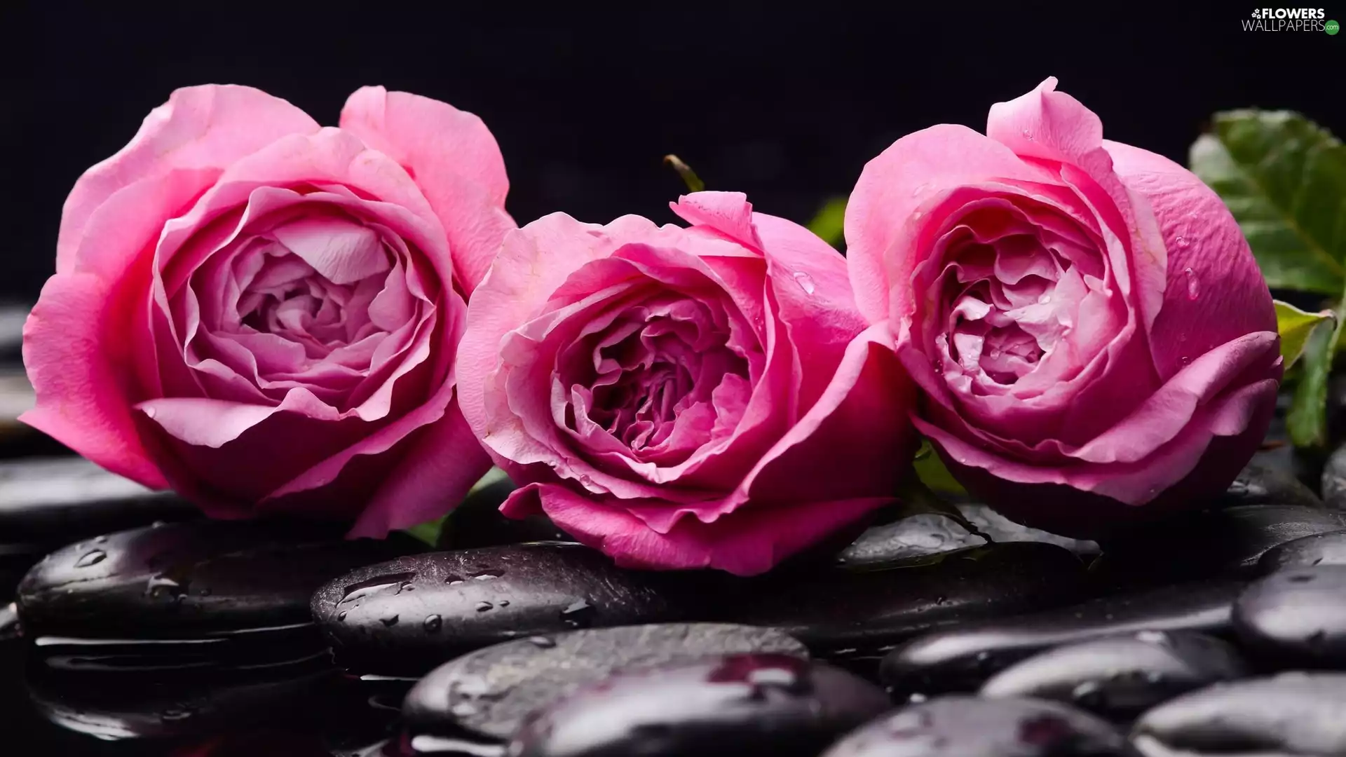 Stones, water, Pink, roses, Three