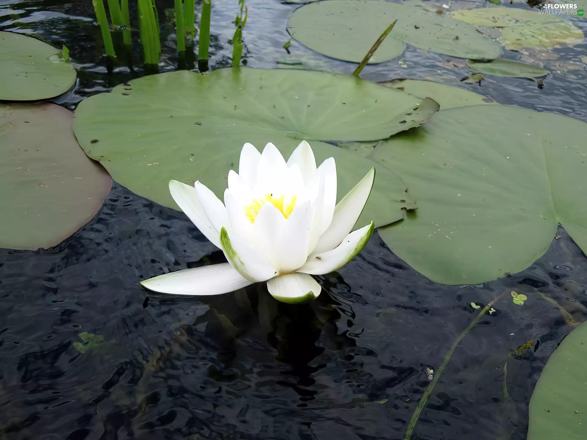 White, water, Pond - car, Lily