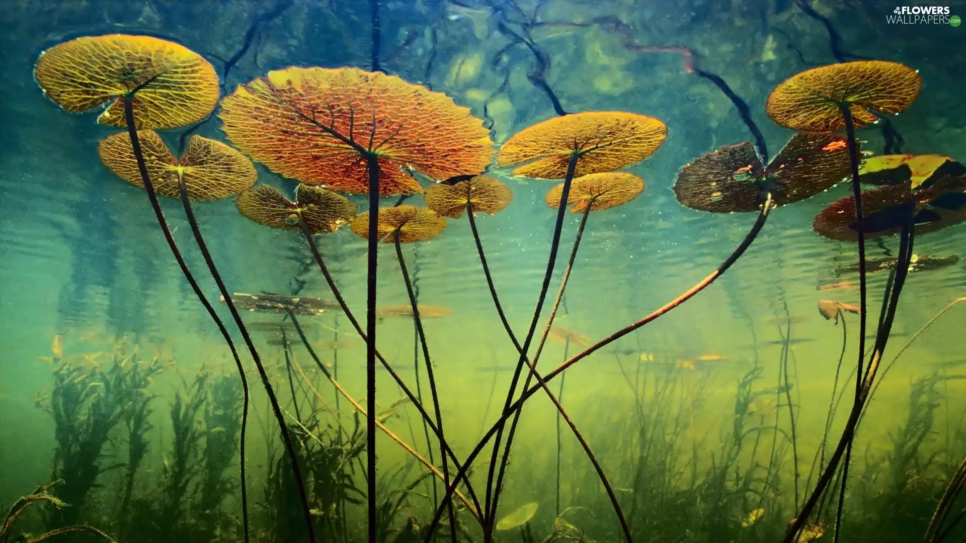 Pond - car, Lily, water