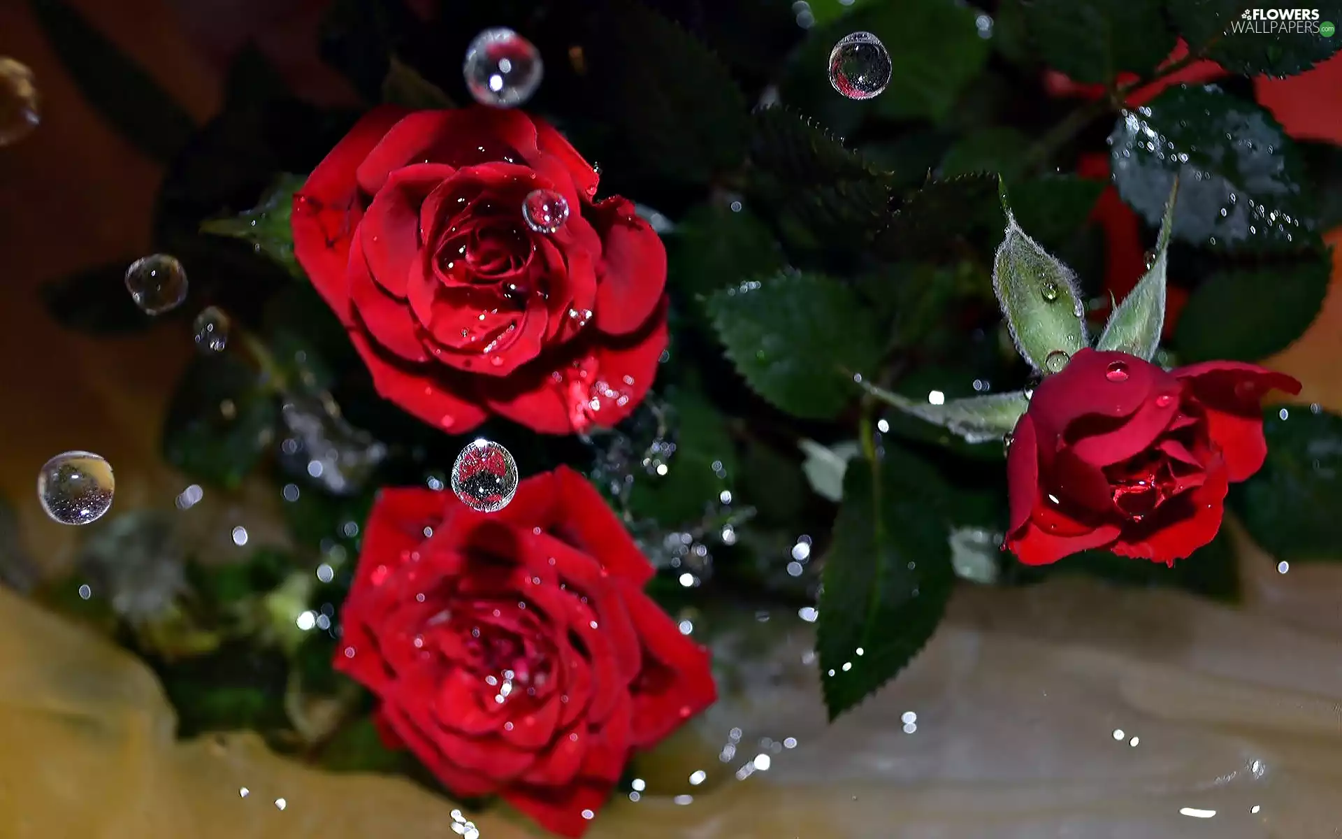 drops, water, Red, roses, Three