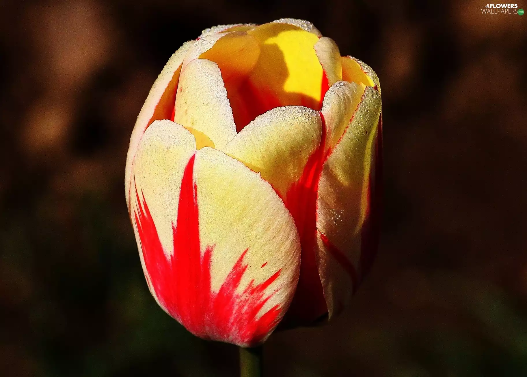 drops, water, Red, tulip, white