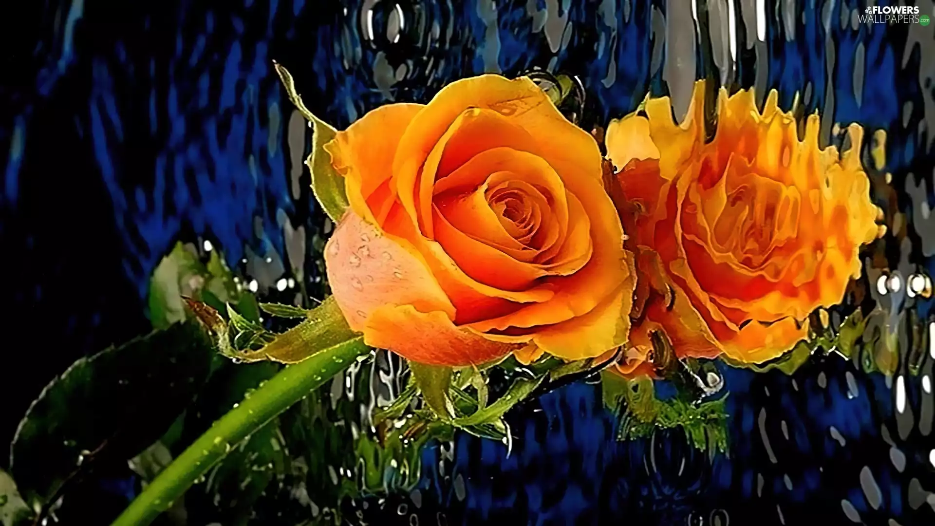 ##, water, rose, reflection, Orange