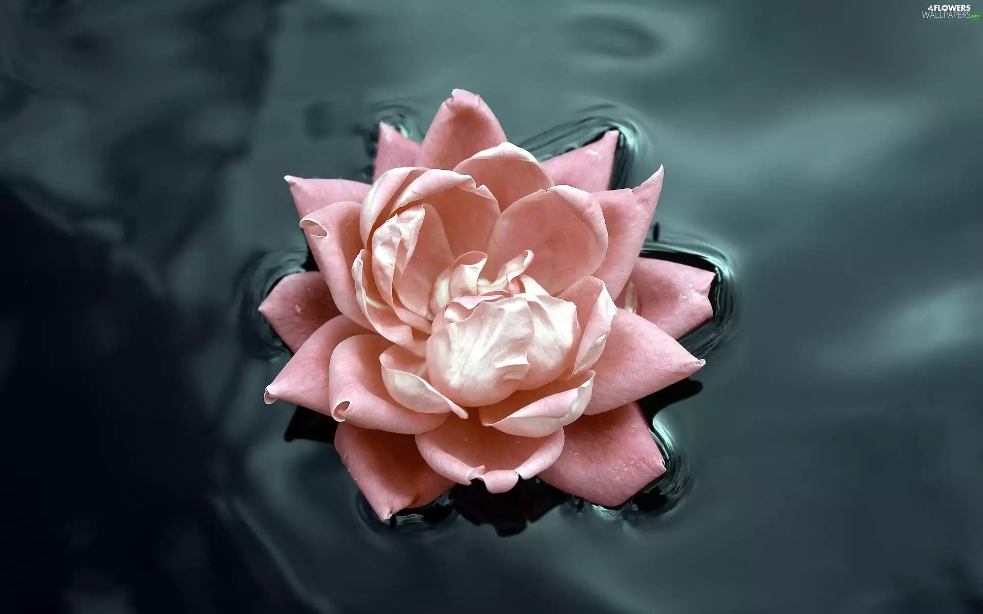 water, Pink, rose