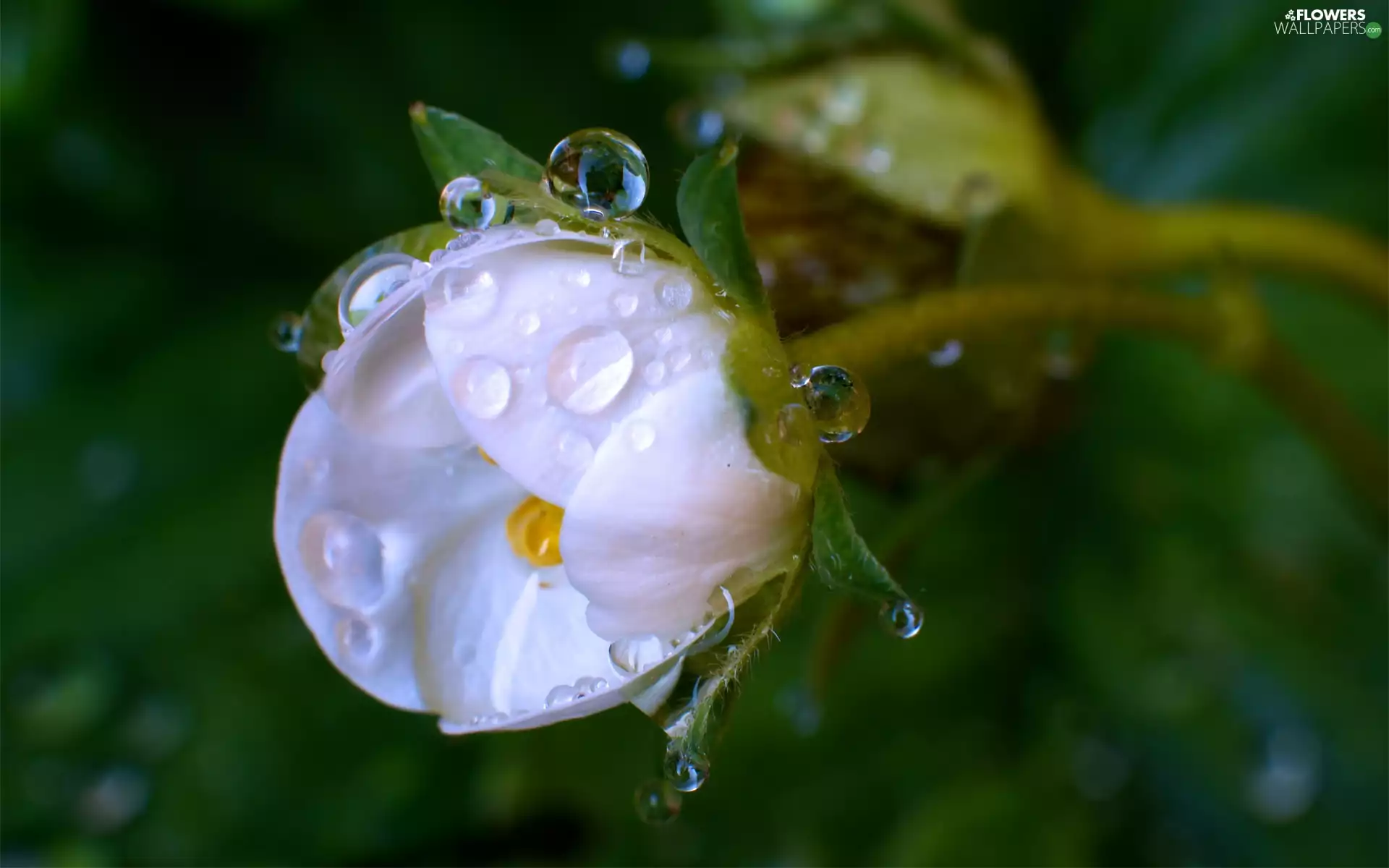 drops, water, rose, bud, White