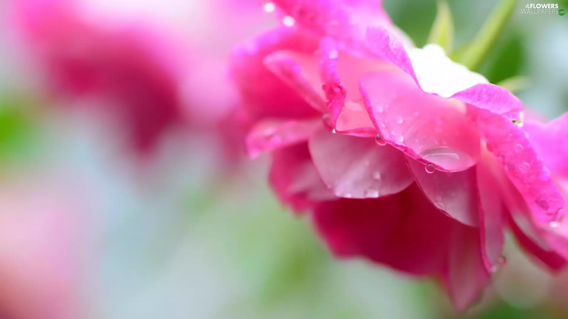 drops, water, roses, flakes, Pink