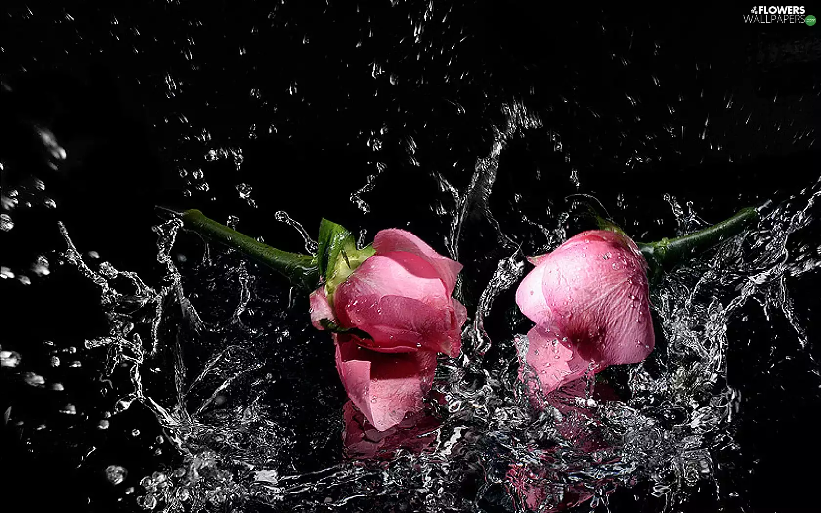 roses, water