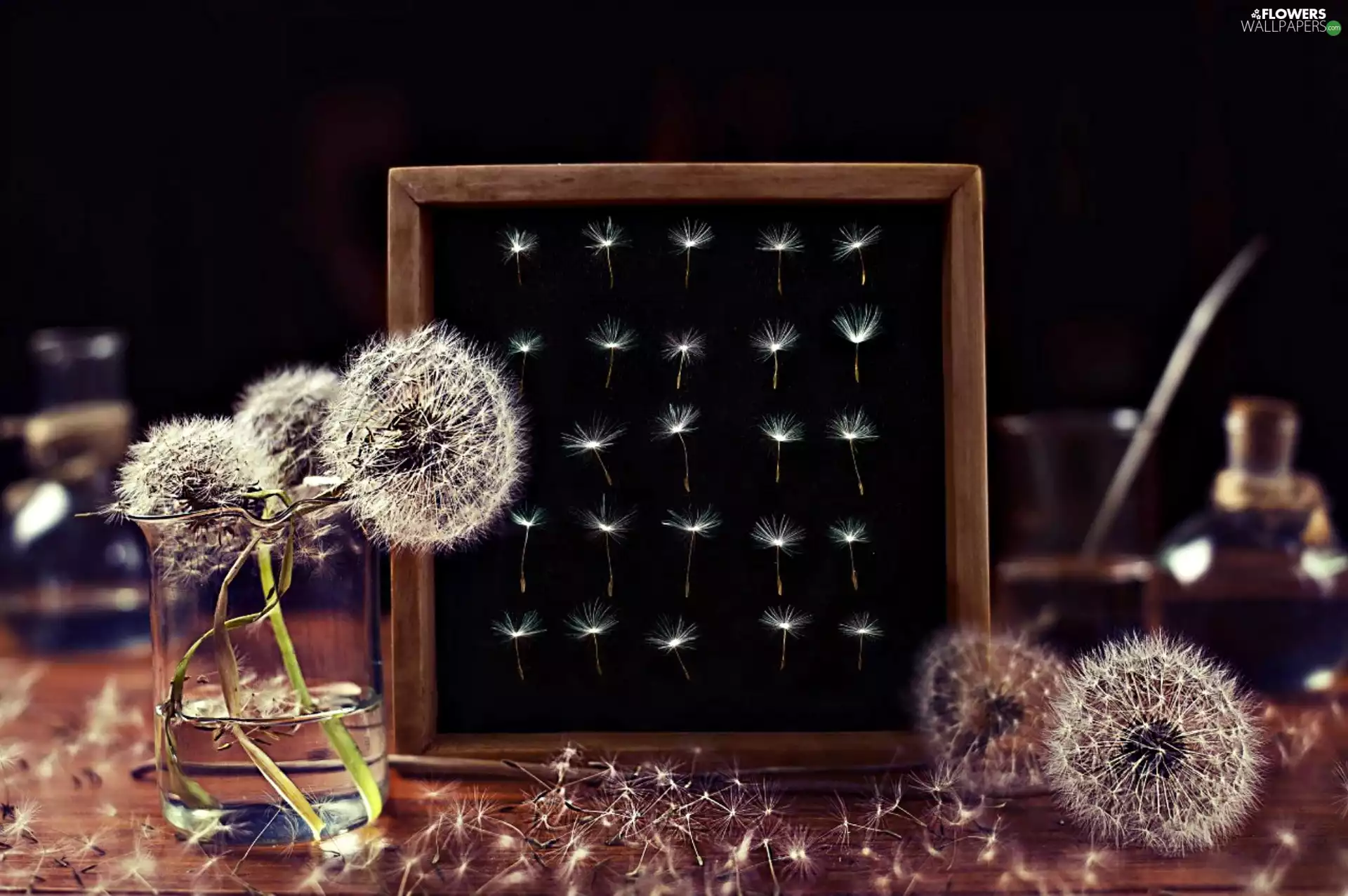 cup, water, Seeds, frame, puffball