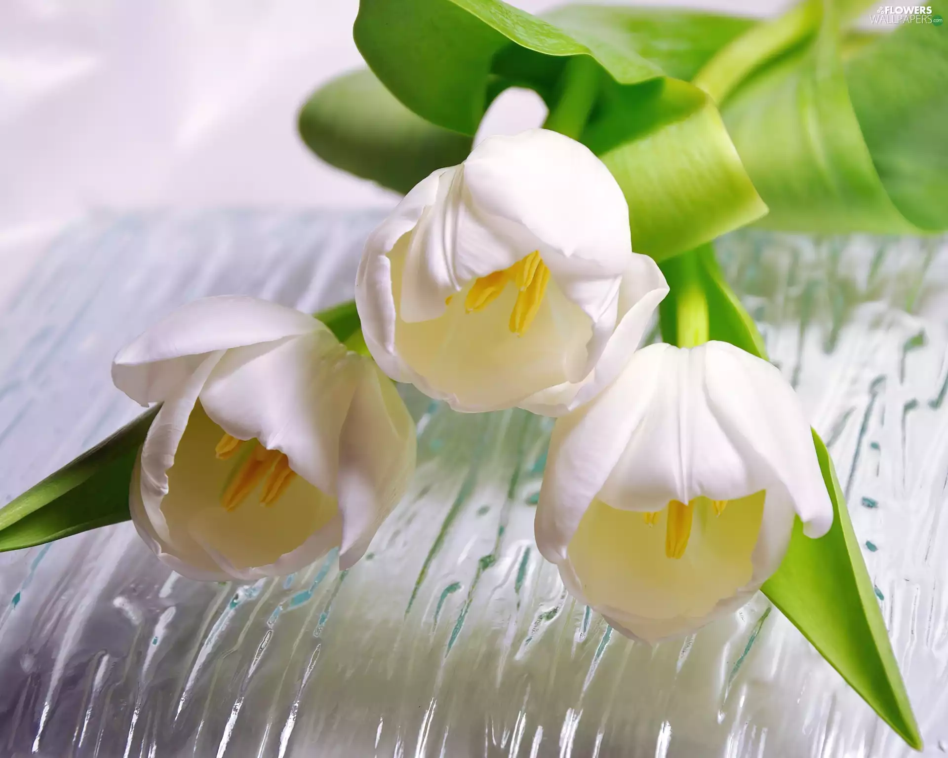 water, White, Tulips