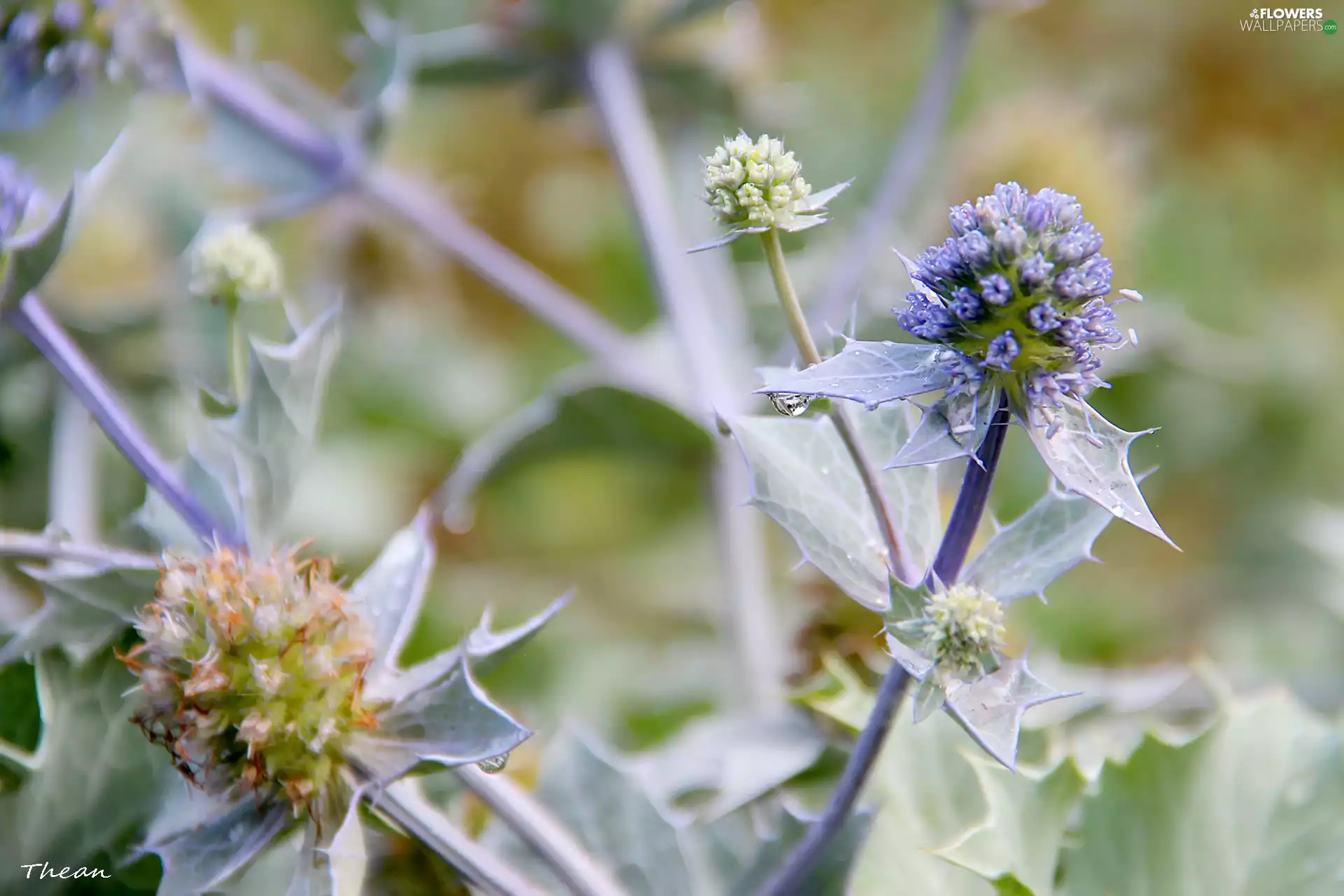 Violet, drop, water, teasel