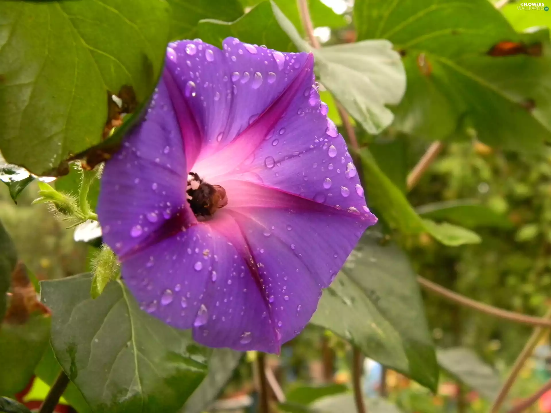 Violet, drops, water, bindweed