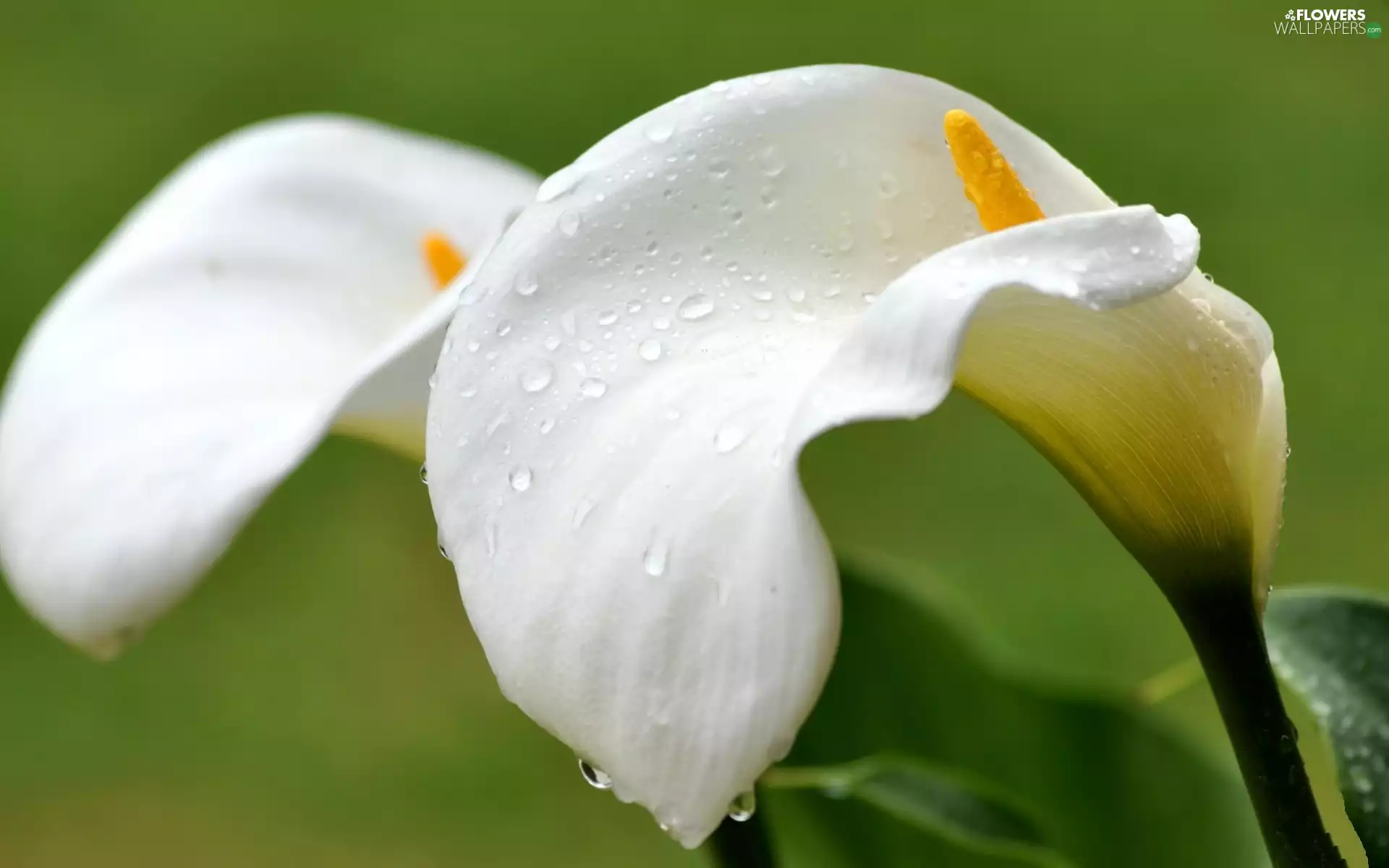 White, drops, water, Calla
