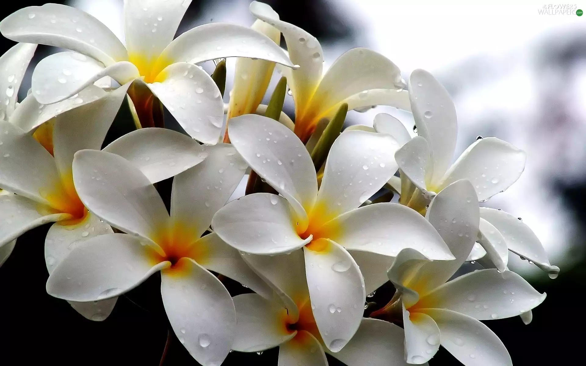 White, drops, water, Plumeria